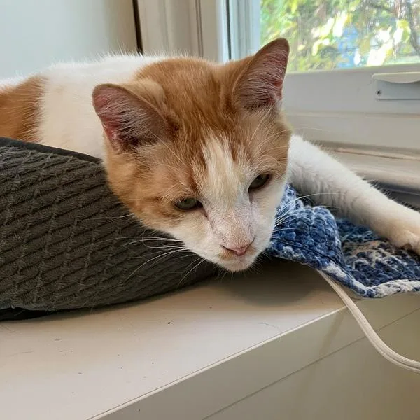 Little Buddy  Bonded thumbnail 4