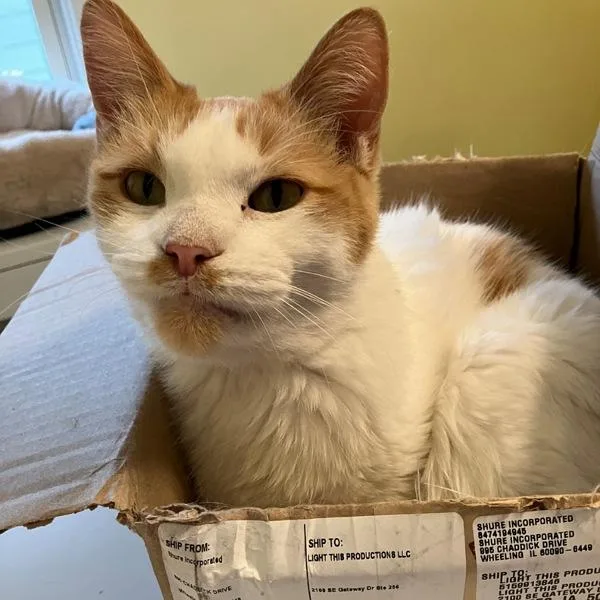 Little Buddy  Bonded thumbnail 6