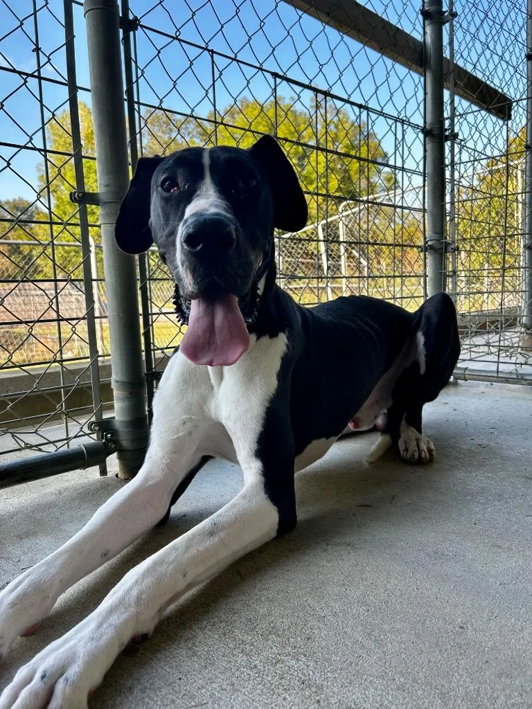 A young medium-sized male Great Dane dog named Cash for adoption in Morgantown, KY