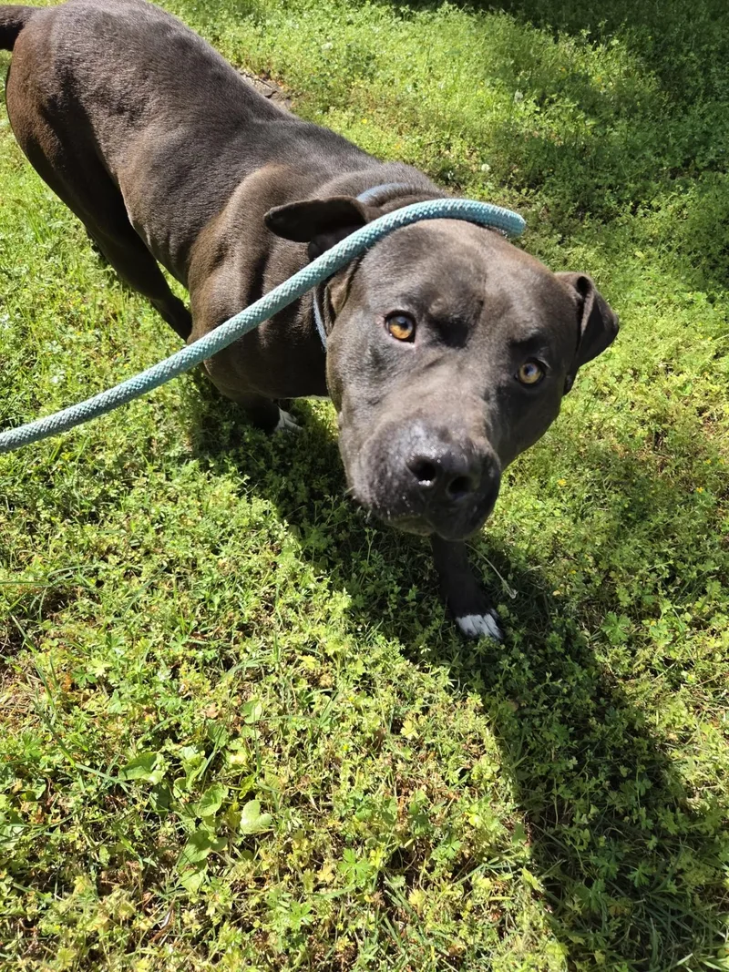 An adult medium-sized male Black Pit Bull Terrier dog named Bubba for adoption in Rocky Mount, NC