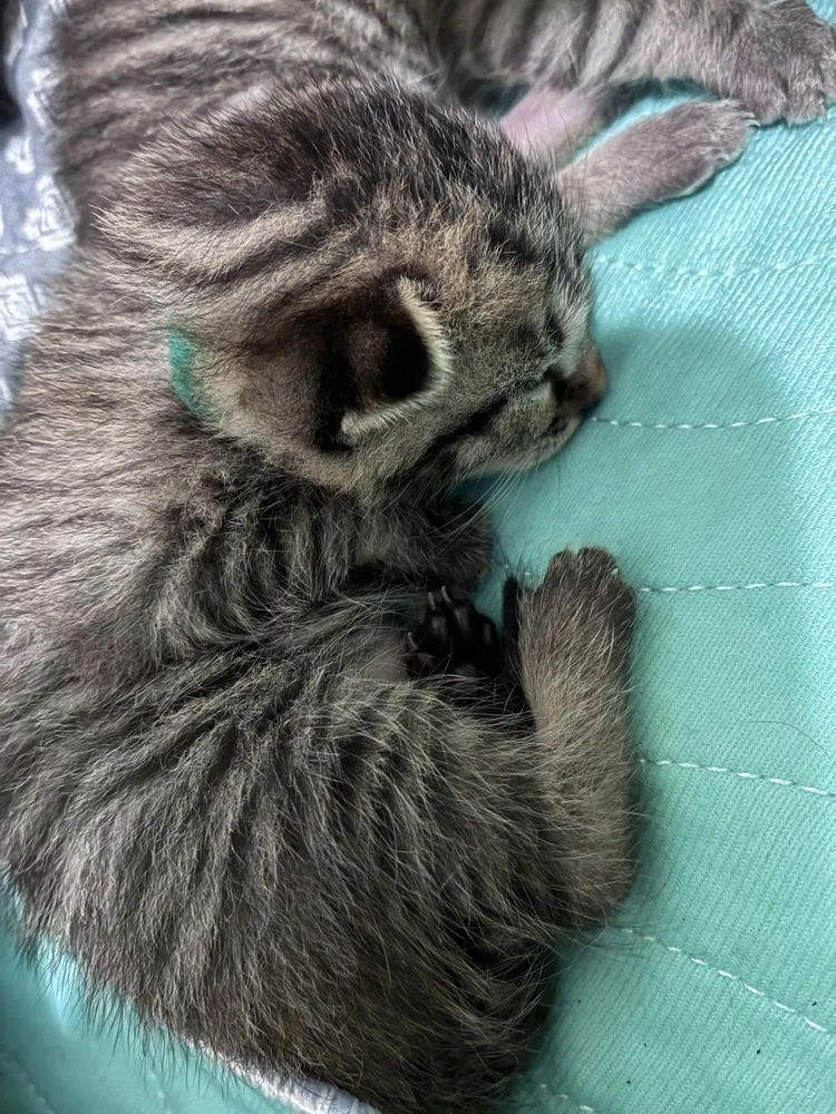 A baby small-sized female Gray / Blue / Silver Domestic Short Hair cat named Ziti for adoption in Orlando, FL