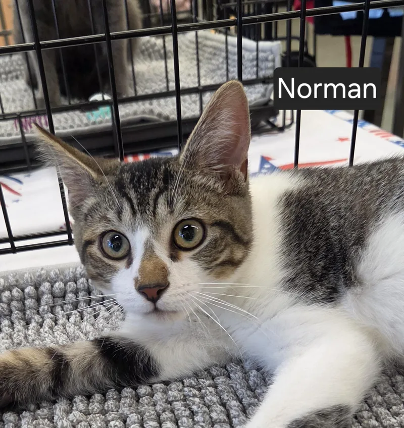 A baby medium-sized male Tabby (Brown / Chocolate) Domestic Short Hair cat named Norman for adoption in Green Brook, NJ