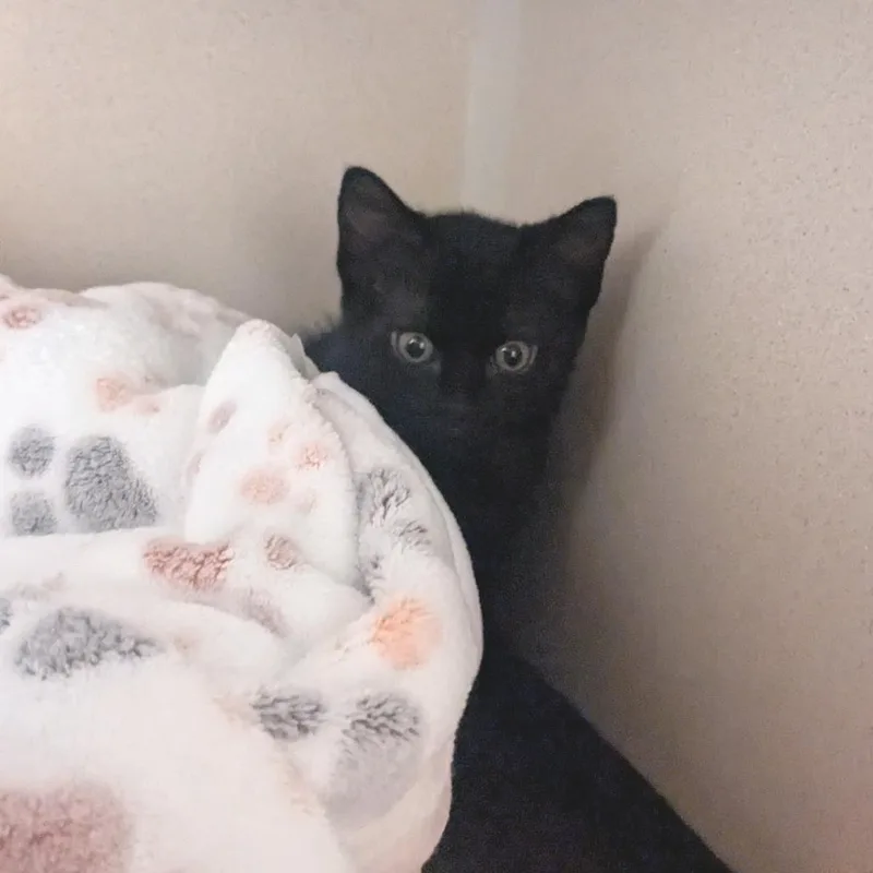 A baby small-sized female Black Domestic Short Hair cat named Daffodil for adoption in Providence, RI