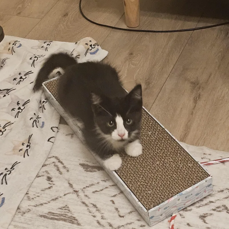 A baby medium-sized male Black & White / Tuxedo Domestic Short Hair cat named Theo for adoption in Bellmawr, NJ
