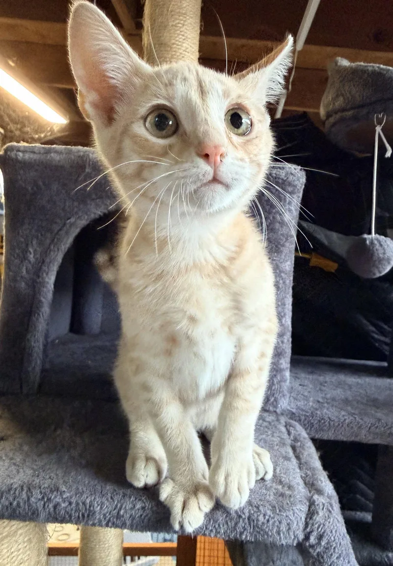 A baby medium-sized male Tabby cat named Brownie for adoption in San Jose, CA