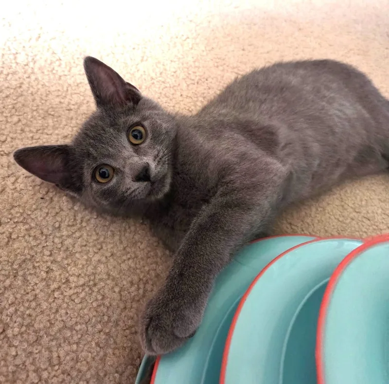 A baby medium-sized male Gray / Blue / Silver Domestic Short Hair cat named Louie – A Playful for adoption in Prescott, AZ