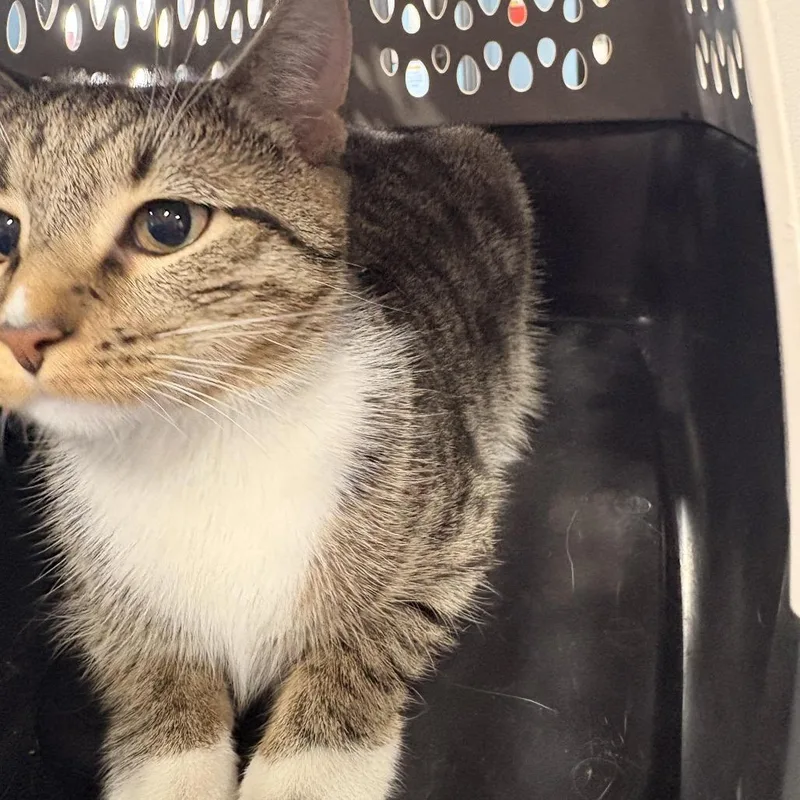 A young medium-sized female Brown / Chocolate Domestic Short Hair cat named Snickers for adoption in Newark, NJ