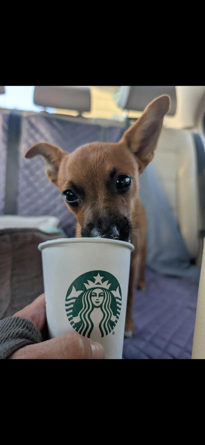 A young small-sized female Chihuahua dog named Belinda for adoption in Virginia Beach, VA