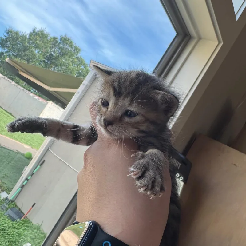 A baby small-sized female Brown / Chocolate Domestic Short Hair cat named Vera for adoption in Fredericksburg, TX
