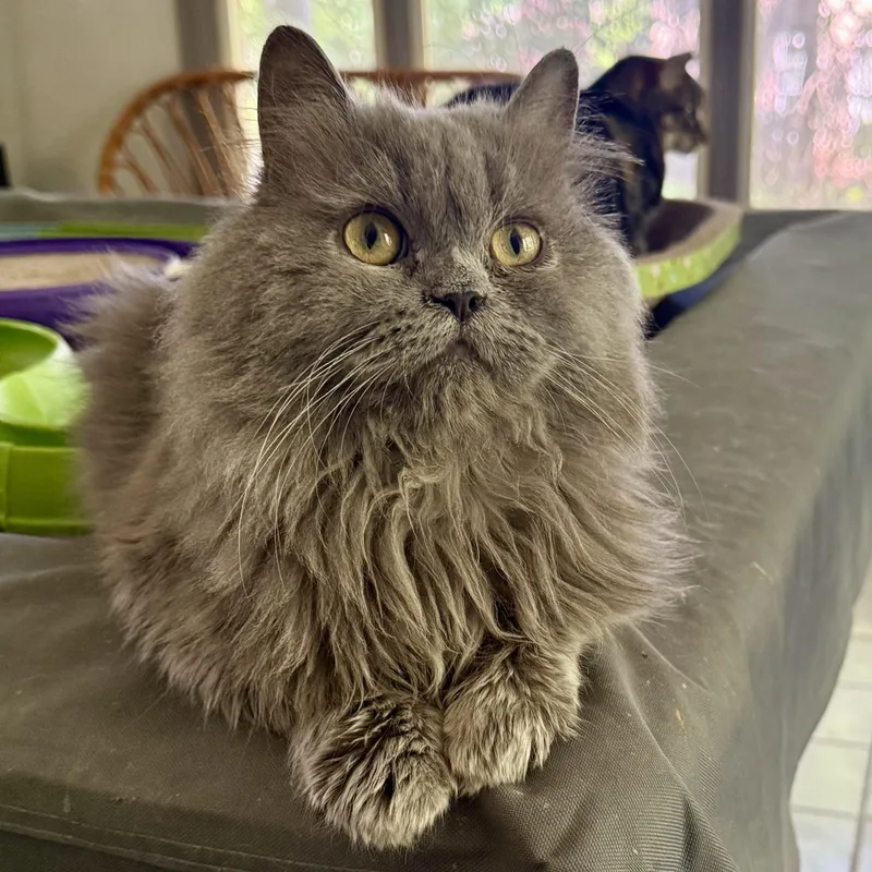 A young medium-sized male Gray / Blue / Silver Persian cat named Sweet Cuddly Norman for adoption in Woodbridge, VA