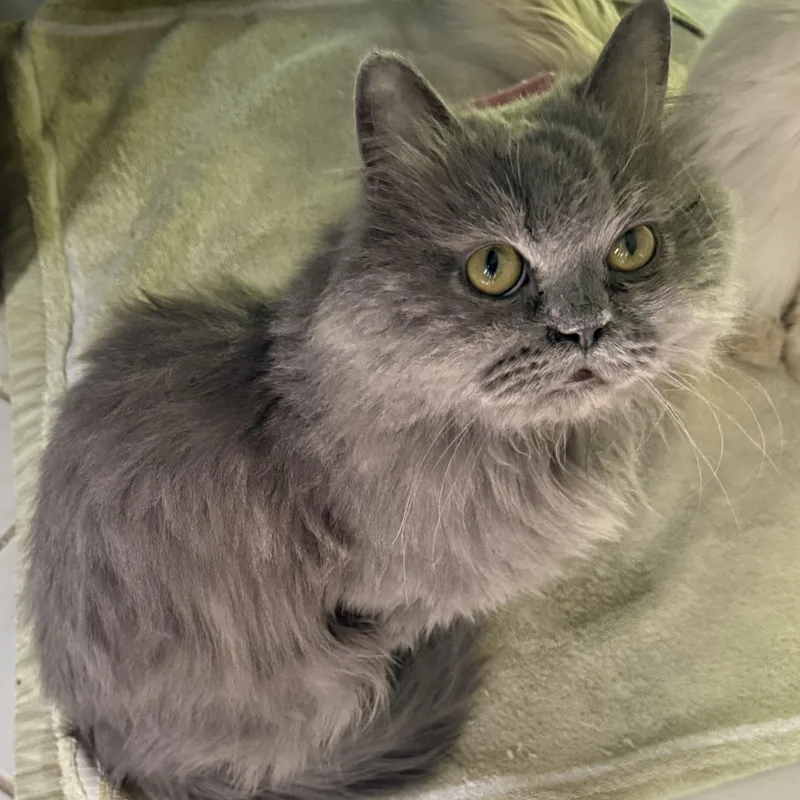 Sweet Cuddly Norman thumbnail 2