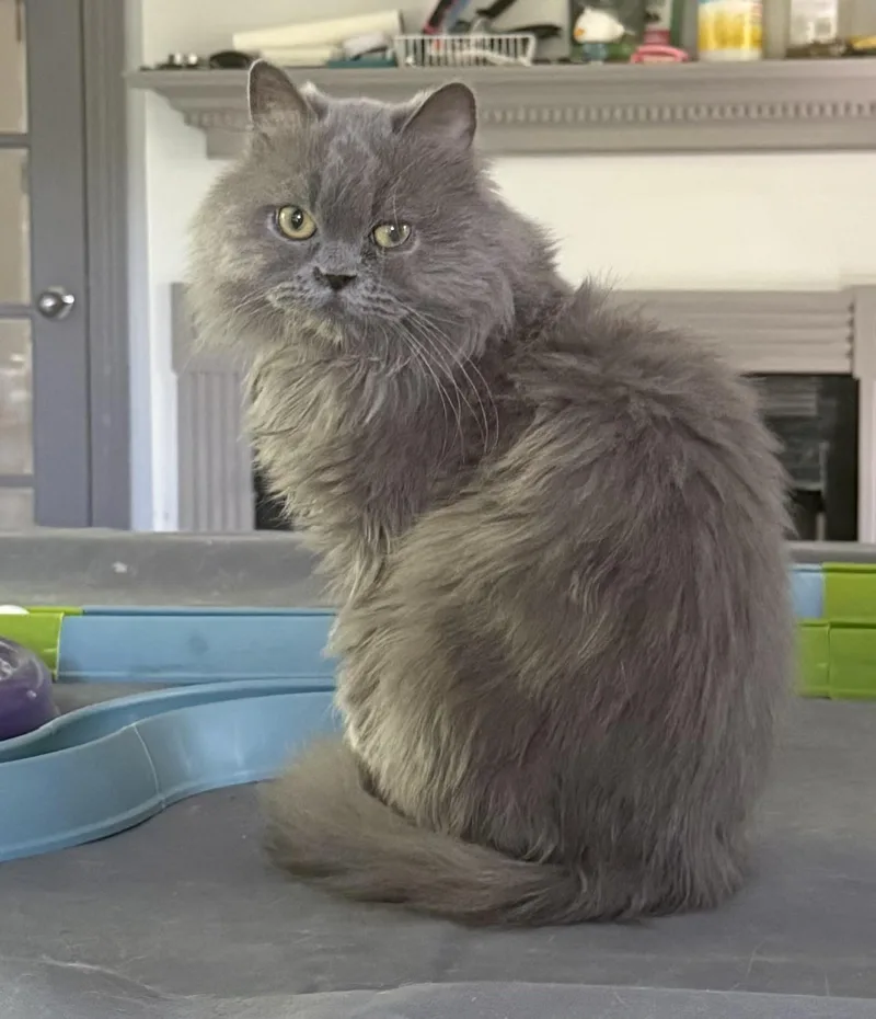 Sweet Cuddly Norman thumbnail 6