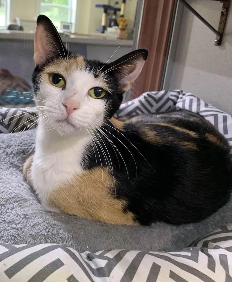 A young medium-sized female Calico Domestic Short Hair cat named Cally for adoption in Massena, NY