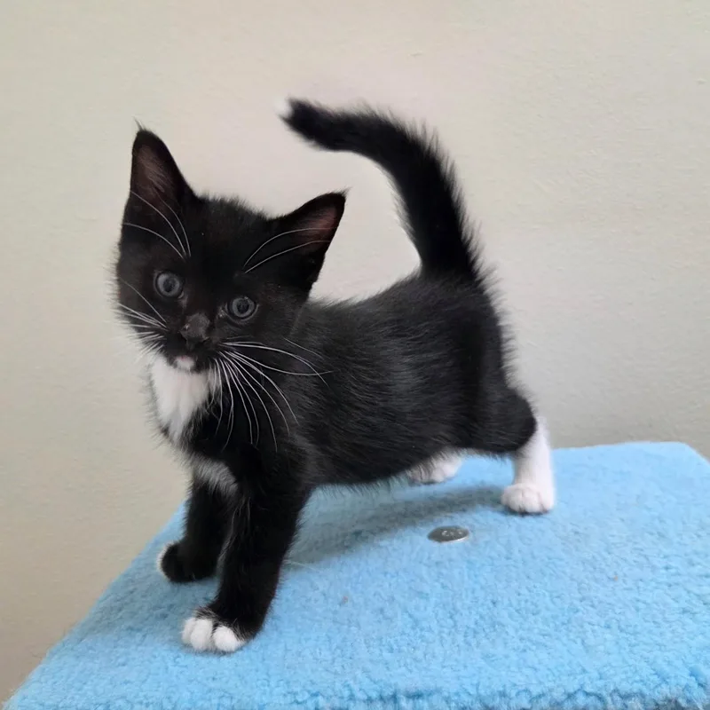 A baby medium-sized female Black & White / Tuxedo Tuxedo cat named Sprout for adoption in High Ridge, MO