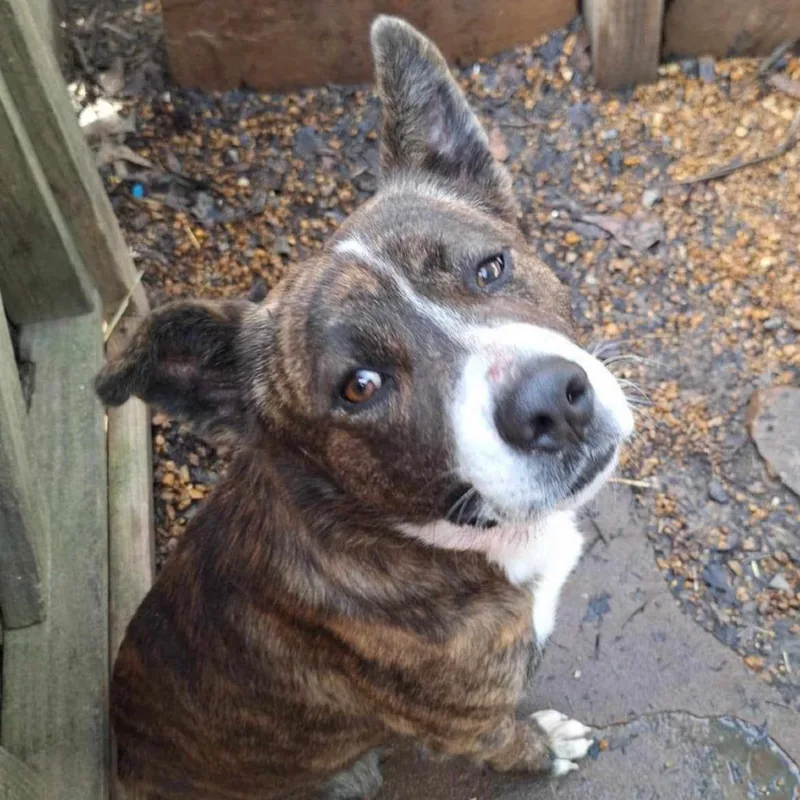 Wrangler thumbnail 2