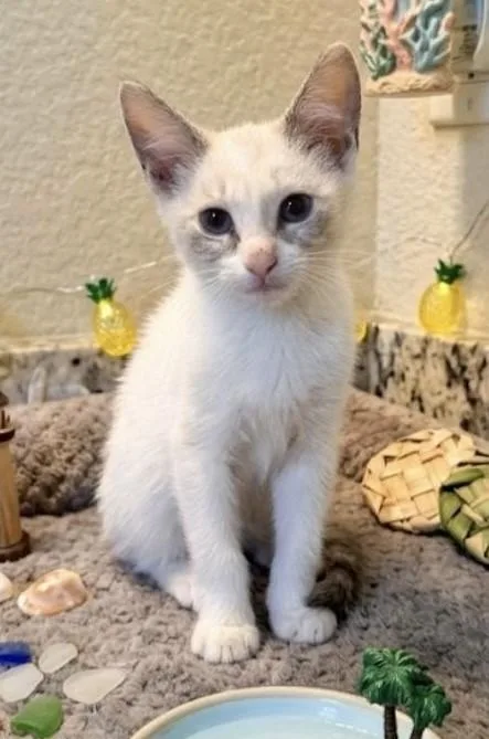 A baby medium-sized female White Domestic Short Hair cat named Marshmallow for adoption in fort worth, TX
