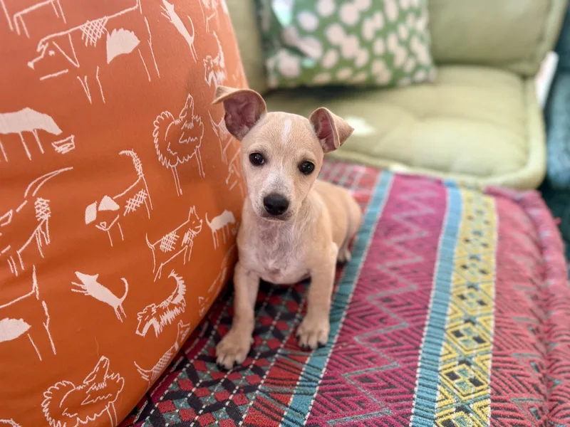 A young small-sized male Jack Russell Terrier dog named Uno for adoption in San Antonio, TX