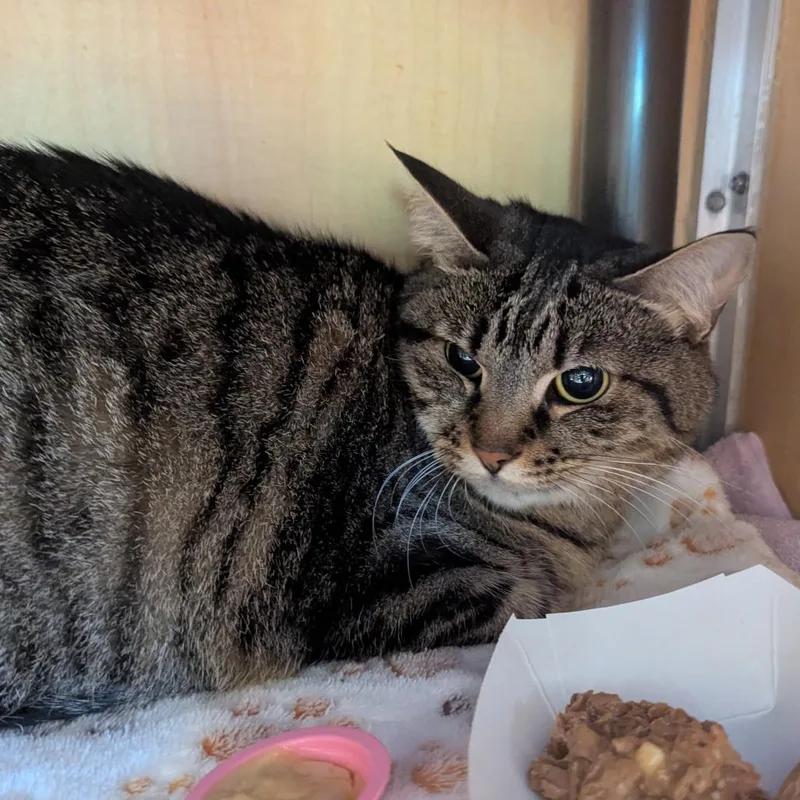An adult large-sized female Brown / Chocolate Domestic Short Hair cat named Gretta for adoption in Chesapeake, VA