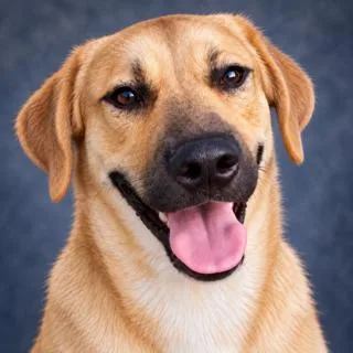An adult medium-sized male Yellow / Tan / Blond / Fawn Yellow Labrador Retriever dog named Cody for adoption in Windcrest, TX