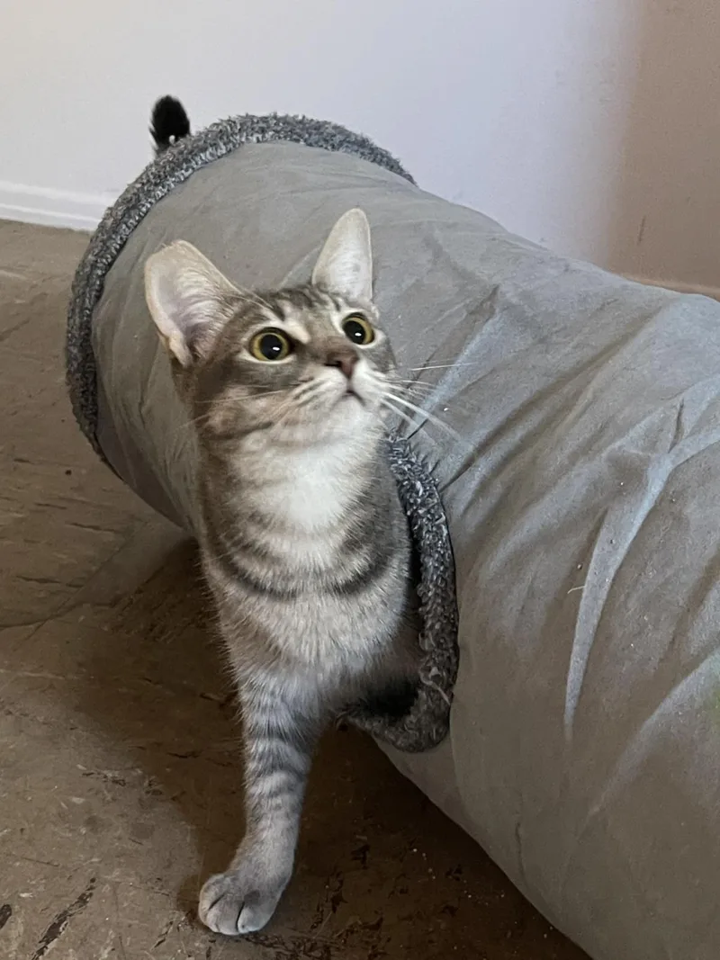 A young medium-sized female Abyssinian cat named Silvara for adoption in La Jolla, CA