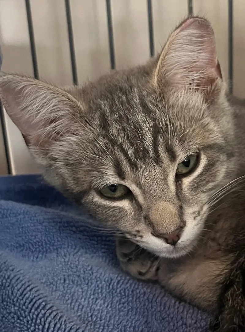 A baby medium-sized male Domestic Short Hair cat named Teddy for adoption in Gettysburg, PA