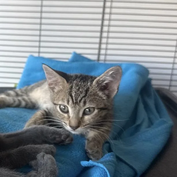 A baby small-sized female Brown / Chocolate Domestic Short Hair cat named Raine for adoption in Escondido, CA