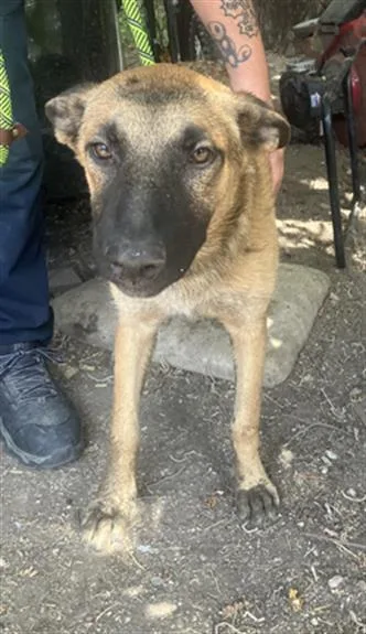 A young large-sized male Belgian Shepherd / Malinois dog named Spinner for adoption in Dallas, TX