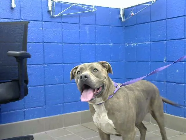 An adult large-sized female American Bulldog dog named Bella for adoption in Albuquerque, NM
