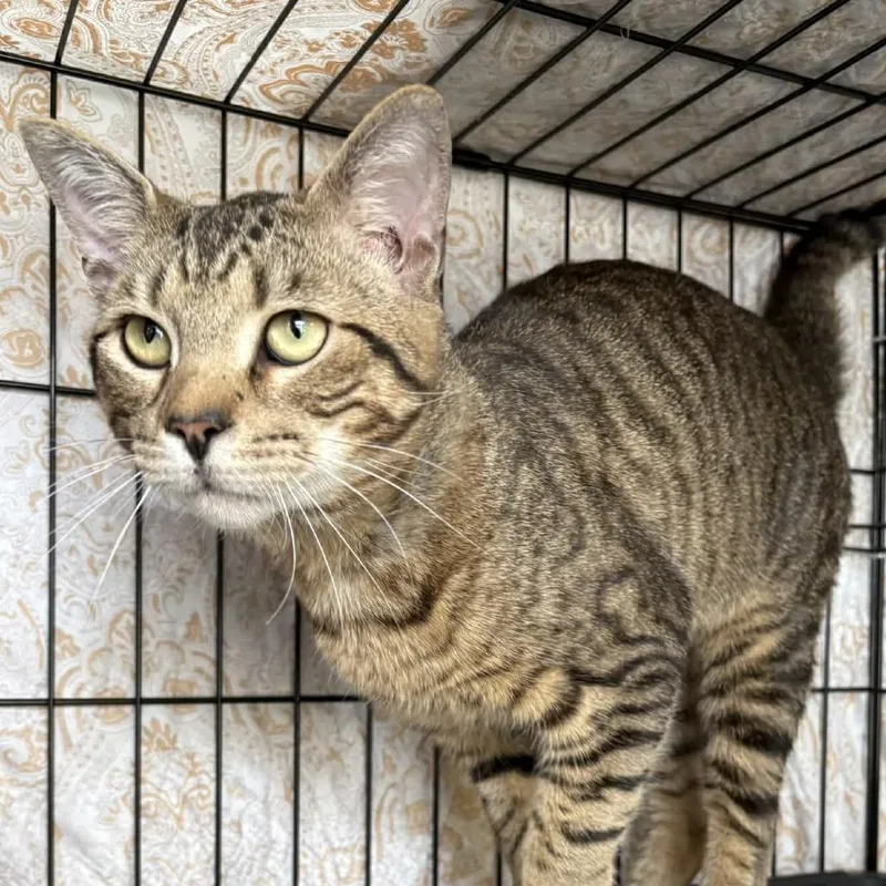 A young small-sized male Brown / Chocolate Domestic Short Hair cat named Spyder for adoption in Washington, DC
