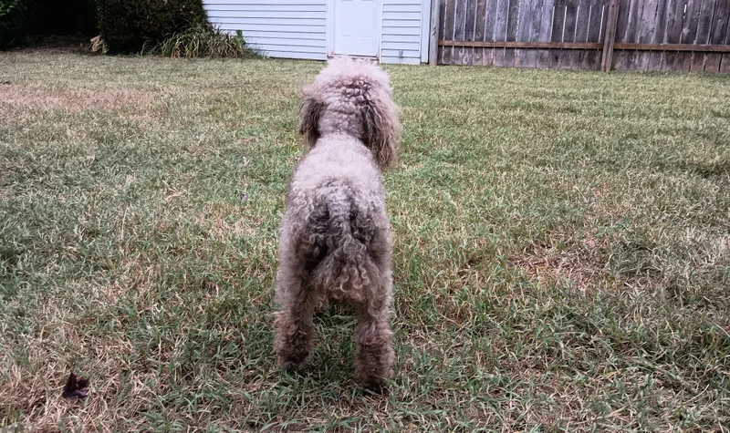 An adult small-sized female Poodle dog named Mara for adoption in Louisville, KY