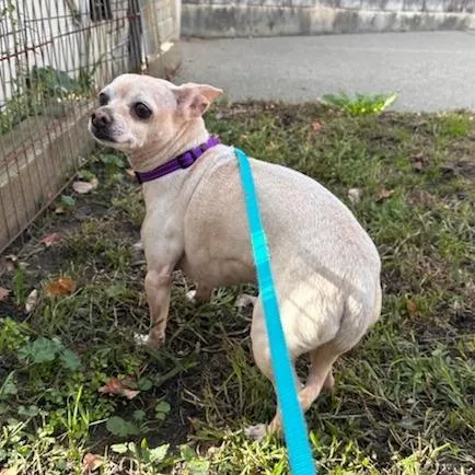 A senior small-sized male Yellow / Tan / Blond / Fawn Chihuahua dog named Buddy for adoption in Springfield, MA