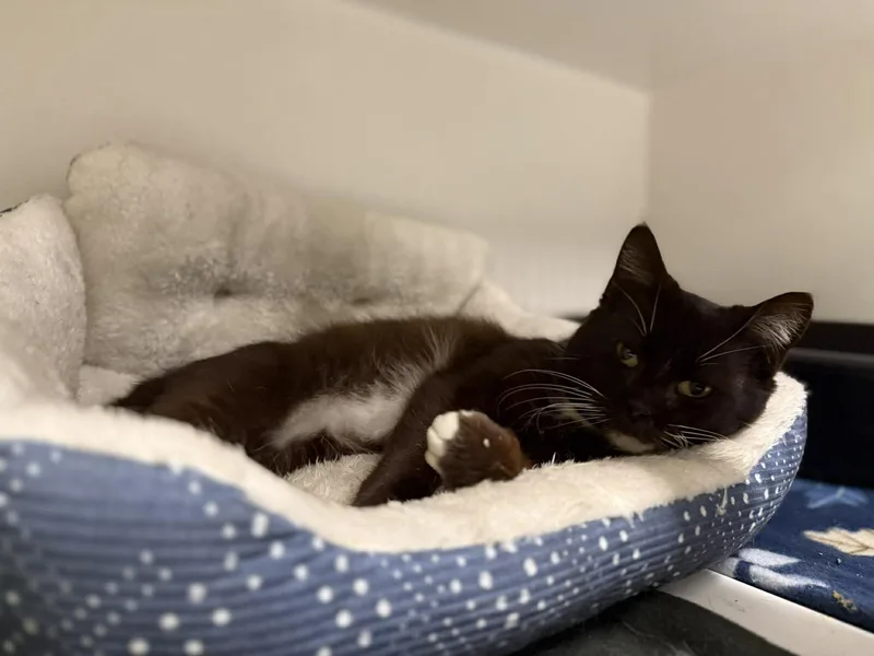 An adult medium-sized male Black & White / Tuxedo Domestic Short Hair cat named Tuxx for adoption in Leitchfield, KY
