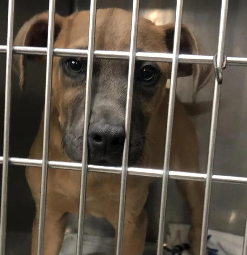 A baby medium-sized male Black Mixed Breed dog named Charley for adoption in Parma, OH