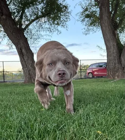 A young medium-sized female Labrador Retriever dog named RosΓ© for adoption in Montrose, CO