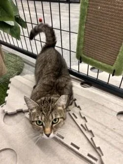 A young medium-sized female Tabby (Gray / Blue / Silver) Domestic Short Hair cat named Emmy for adoption in bellefontaine, OH
