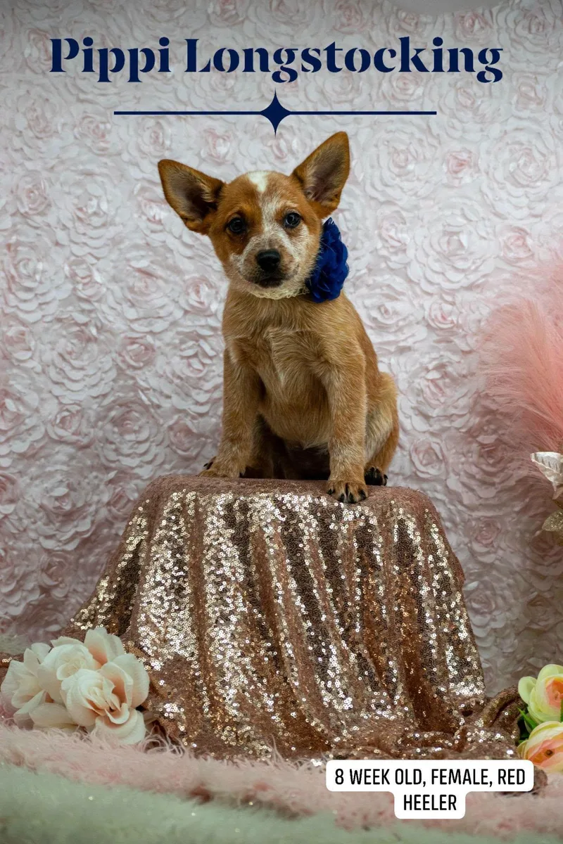A baby small-sized female Australian Cattle Dog / Blue Heeler dog named Pippy Longstocking for adoption in Sevierville, TN