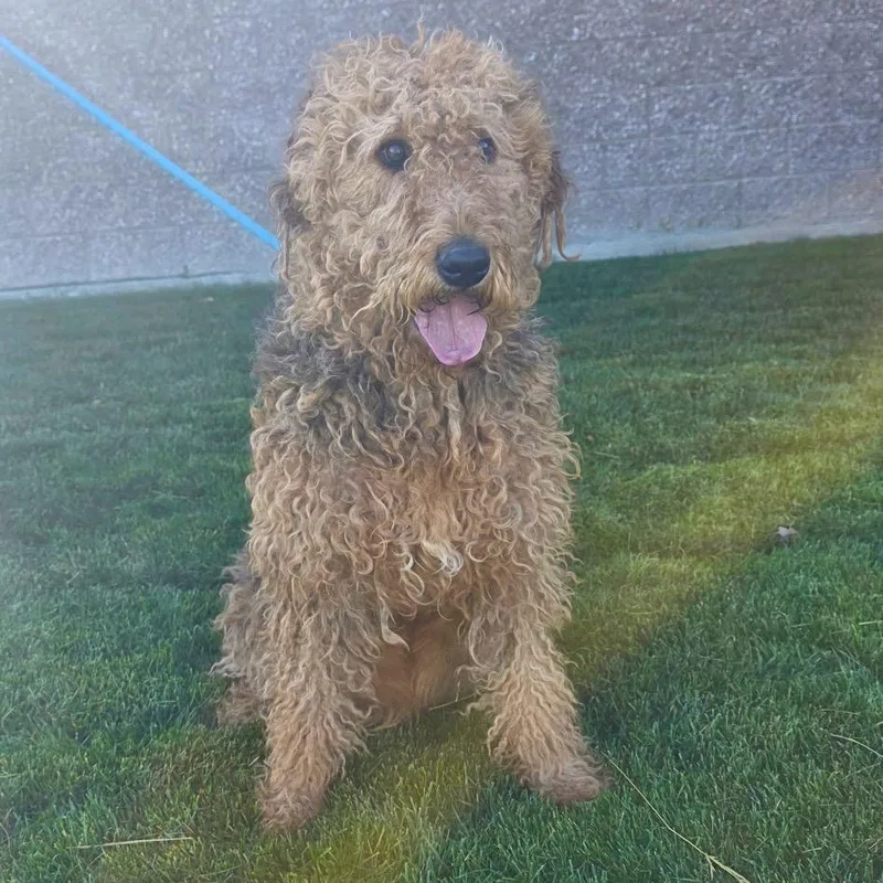 An adult large-sized male Airedale Terrier dog named Benji for adoption in Great Falls, MT