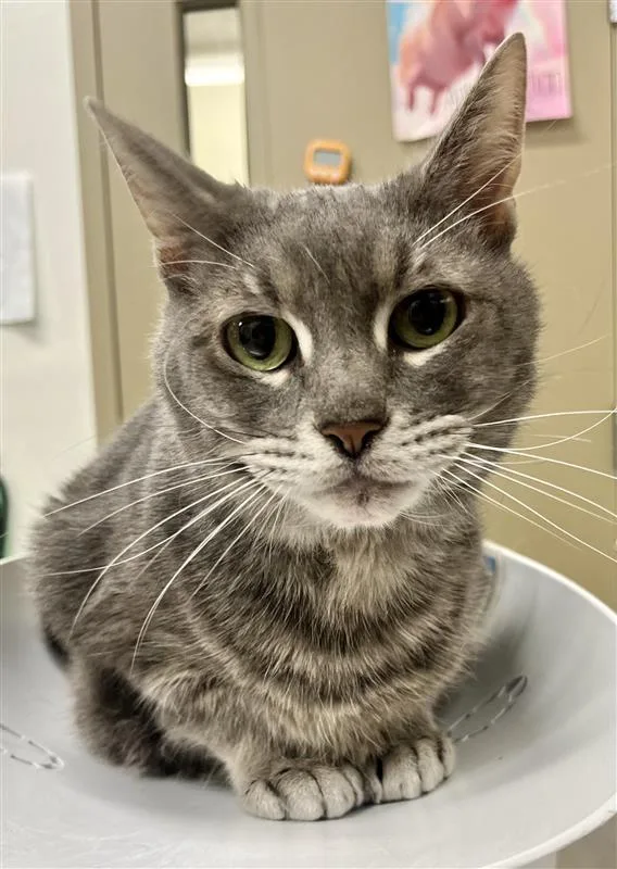 A senior medium-sized female Tabby (Gray / Blue / Silver) Domestic Short Hair cat named Cupcake for adoption in Prince Frederick, MD