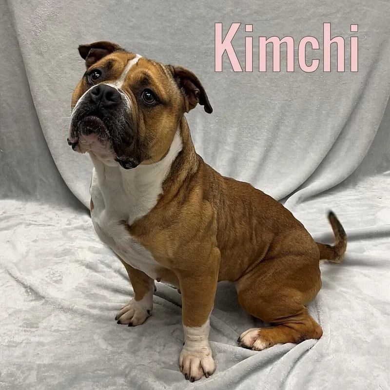 An adult medium-sized female Brown / Chocolate American Bully dog named Kimchi for adoption in Pleasantville, NJ