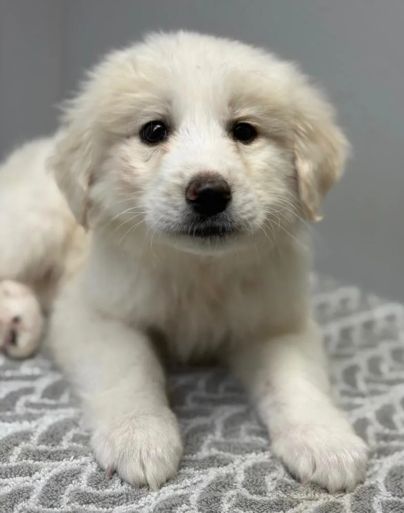 A baby large-sized male Great Pyrenees dog named Jupiter for adoption in Aurora, CO