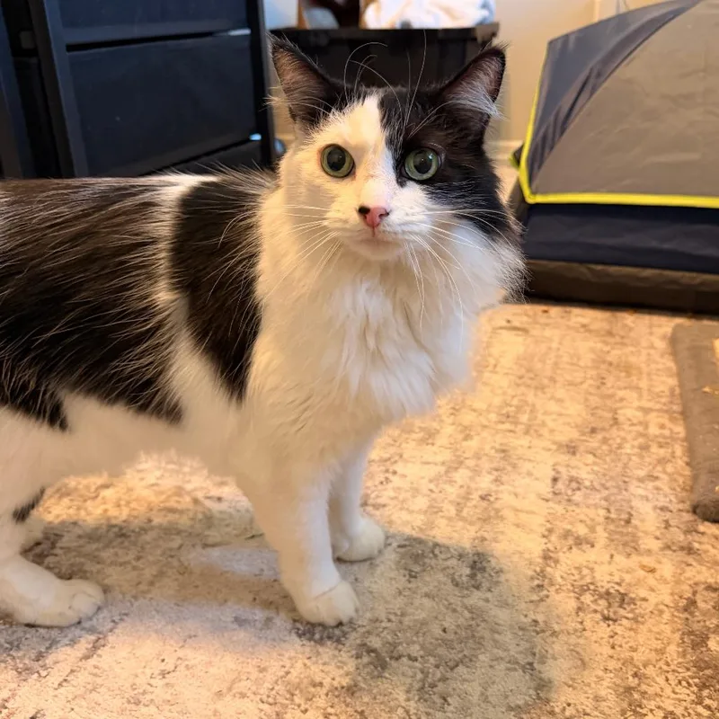 A senior small-sized female White Domestic Long Hair cat named Cindy for adoption in Hemet, CA