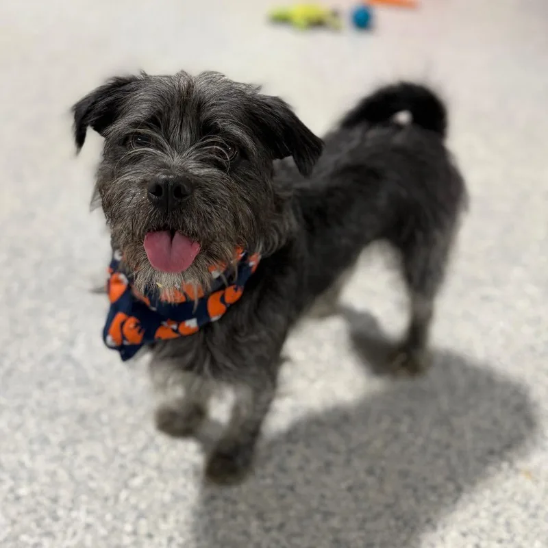 An adult small-sized male Gray / Blue / Silver Terrier dog named Zack for adoption in Newberg, OR