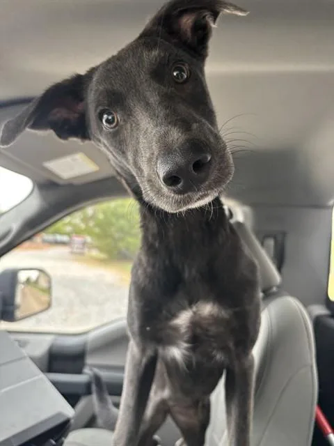 A young medium-sized female Labrador Retriever dog named Cutie Pie for adoption in Forney, TX