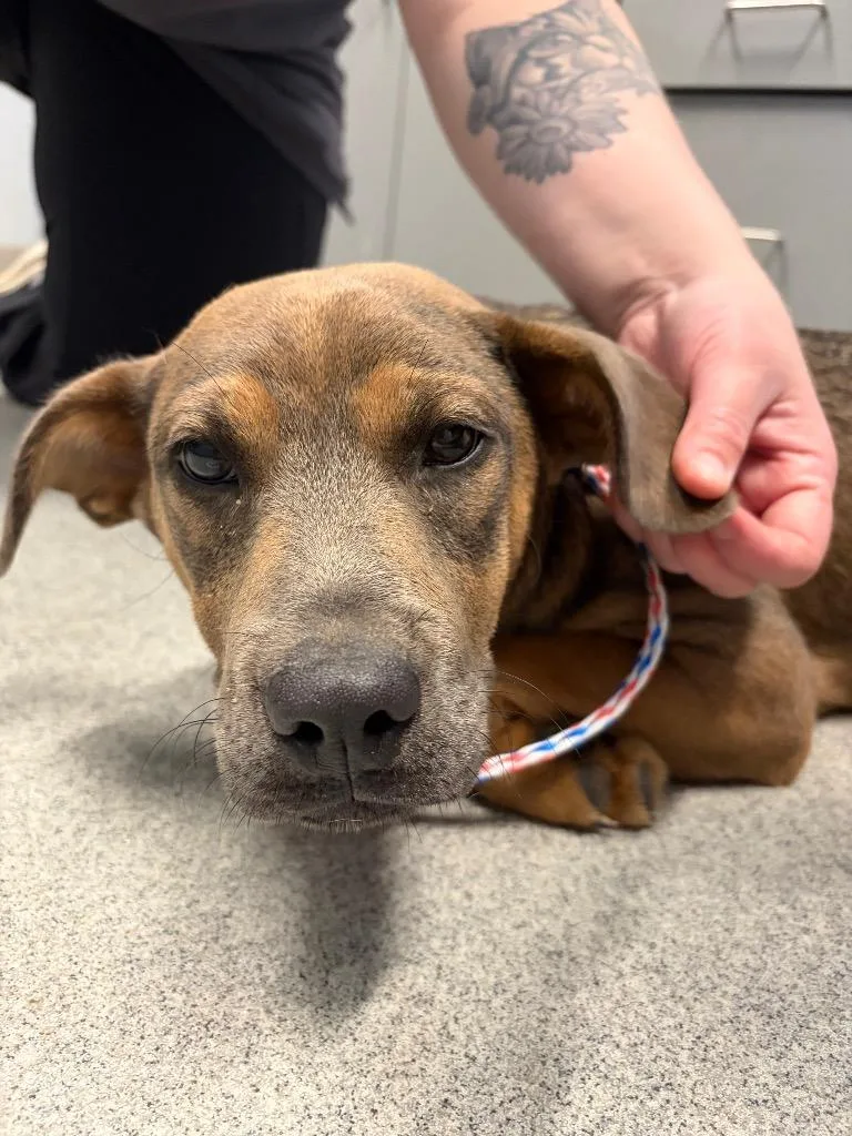 A baby medium-sized female Pit Bull Terrier dog named Violet for adoption in Bloomington, IN