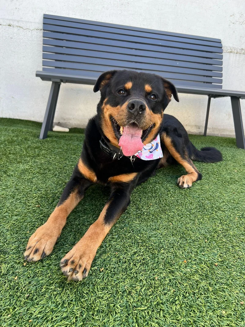 Rocky The Charmer thumbnail 4