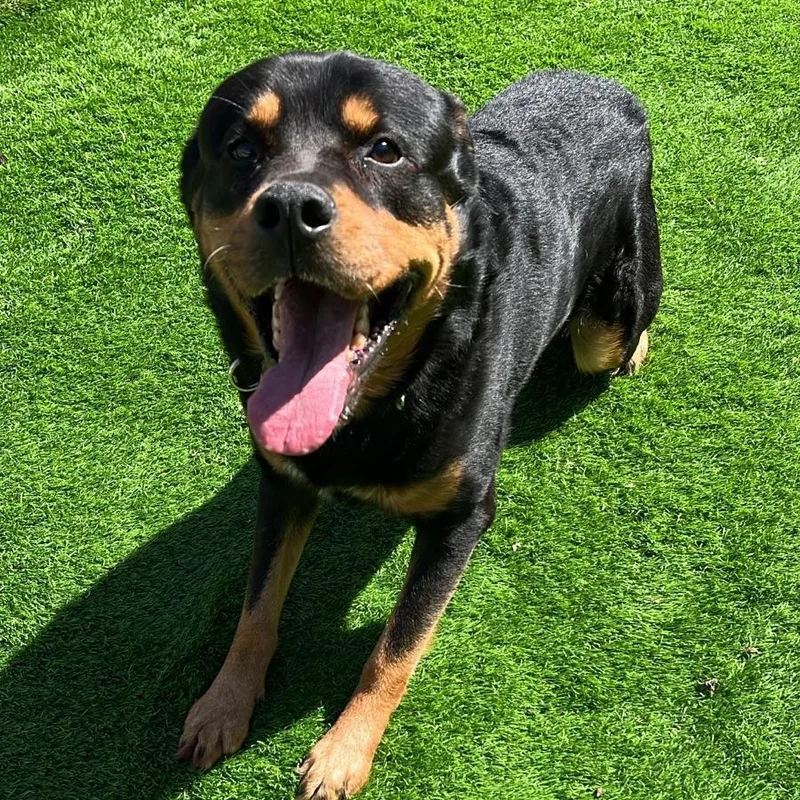 Rocky The Charmer thumbnail 5