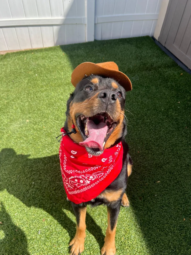 Rocky The Charmer thumbnail 6