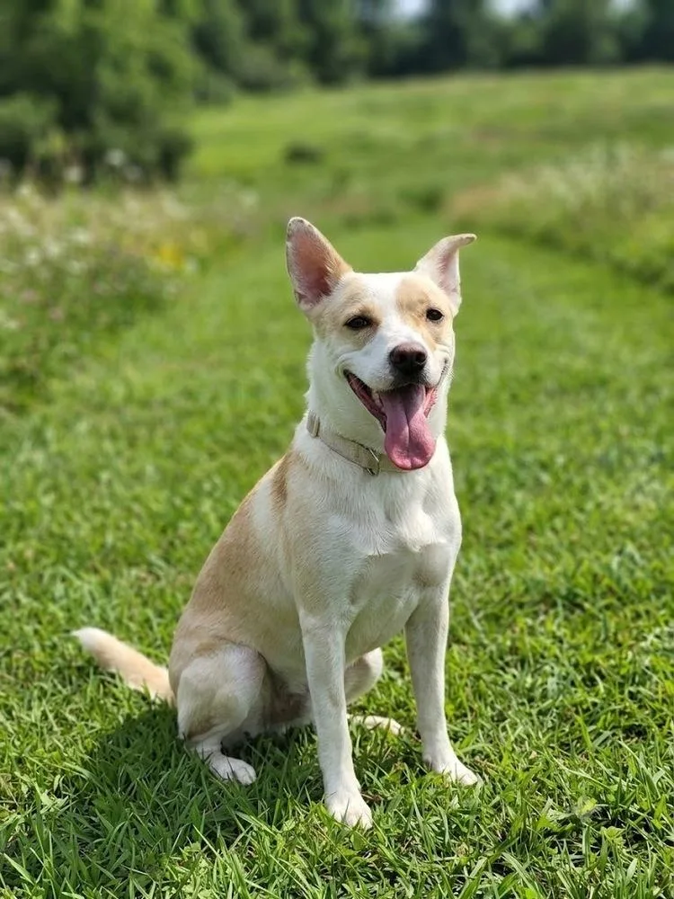 An adult medium-sized female German Shepherd Dog dog named Posy for adoption in Monroe, LA
