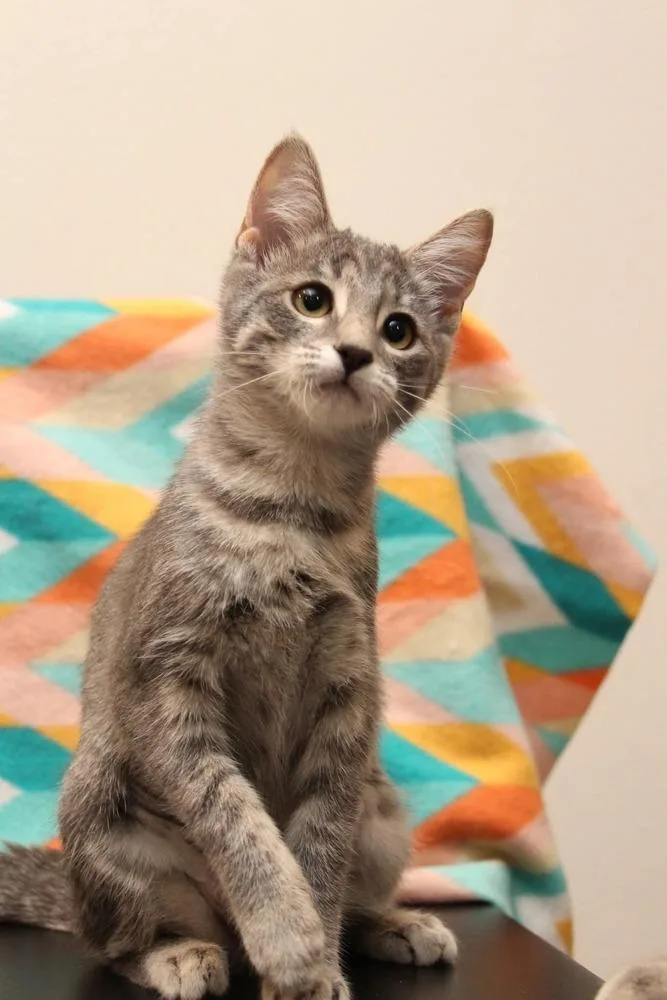 A baby small-sized female Domestic Short Hair cat named Kc for adoption in Vancouver, WA