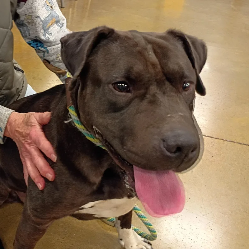 Mama Dog thumbnail 2